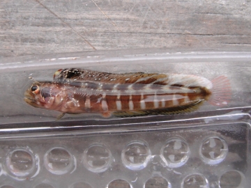 Chaenopsidae Ekemblemaria myersi