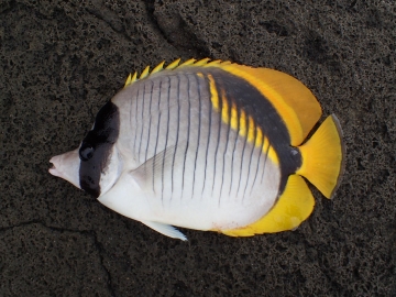 Chaetodontidae Chaetodon lineolatus