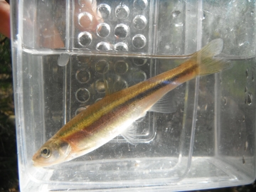 Cyprinidae Clinostomus elongatus