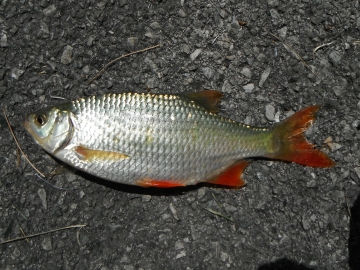 Cyprinidae Scardinius erythrophthalmus