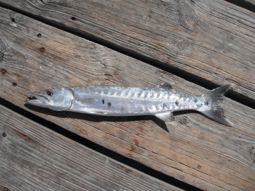 Sphyraenidae Sphyraena barracuda