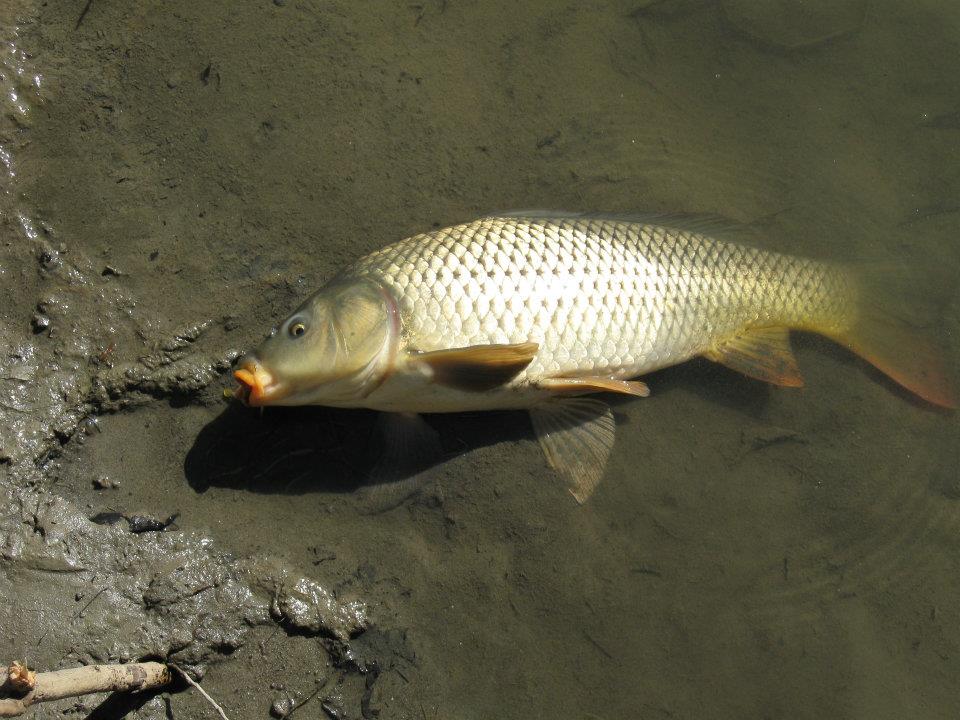 524039 2820444004105 1859028967 n My first suckers and carp!