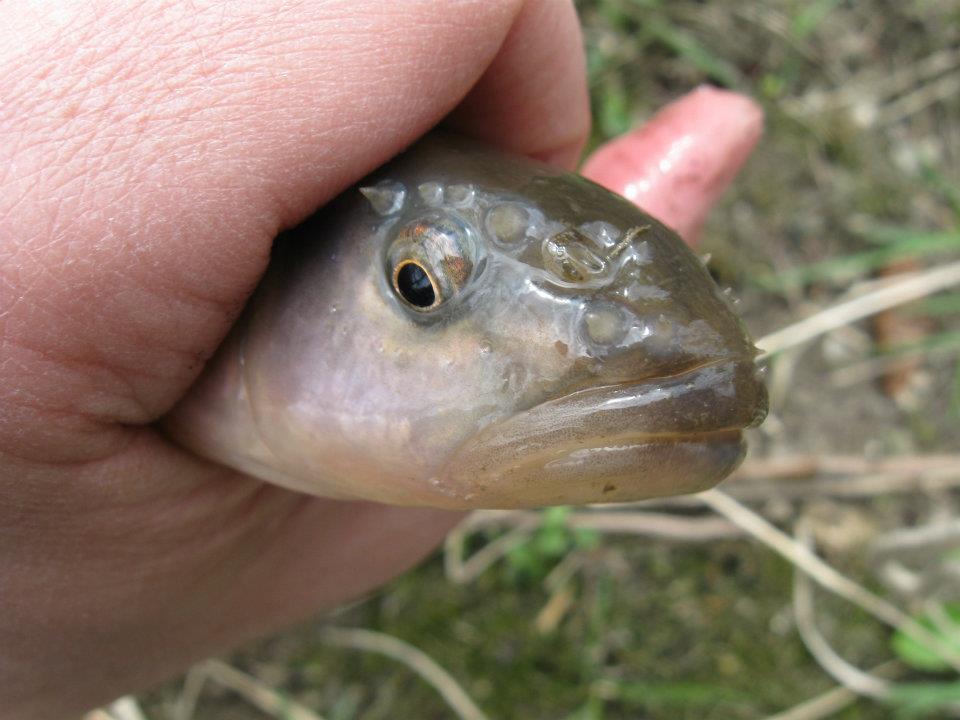 532706 2744620948576 308901271 n My first suckers and carp!