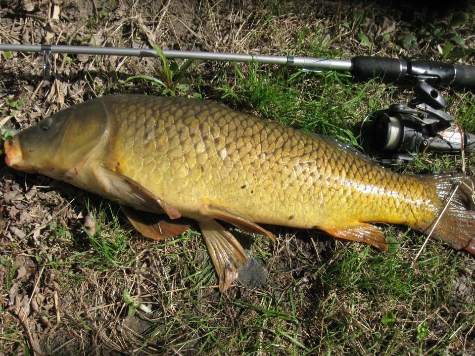 534117 2744625108680 1543173651 n My first suckers and carp!