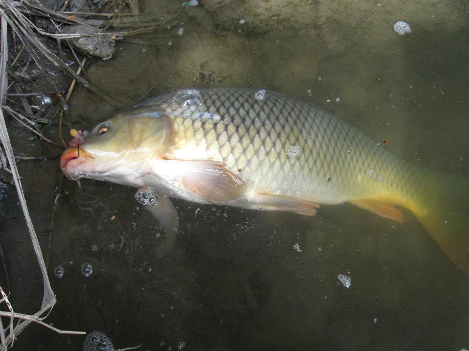 540569 2744622708620 1574319990 n My first suckers and carp!