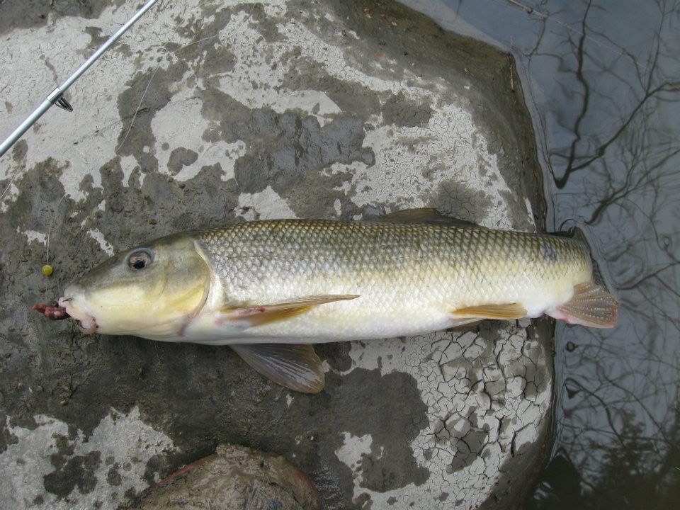 552467 2744621428588 1835122813 n My first suckers and carp!