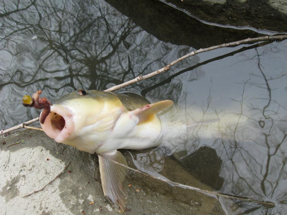 555655 2744621148581 355374493 n My first suckers and carp!