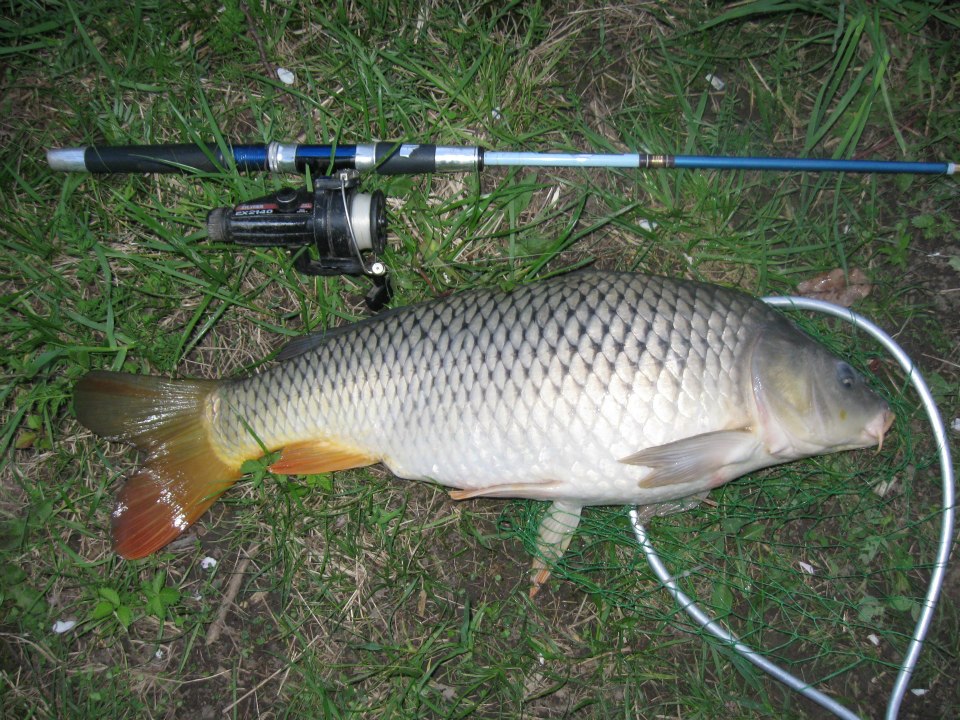 540084 2964016433326 1999145703 n Fishing for carp at Milne Dam