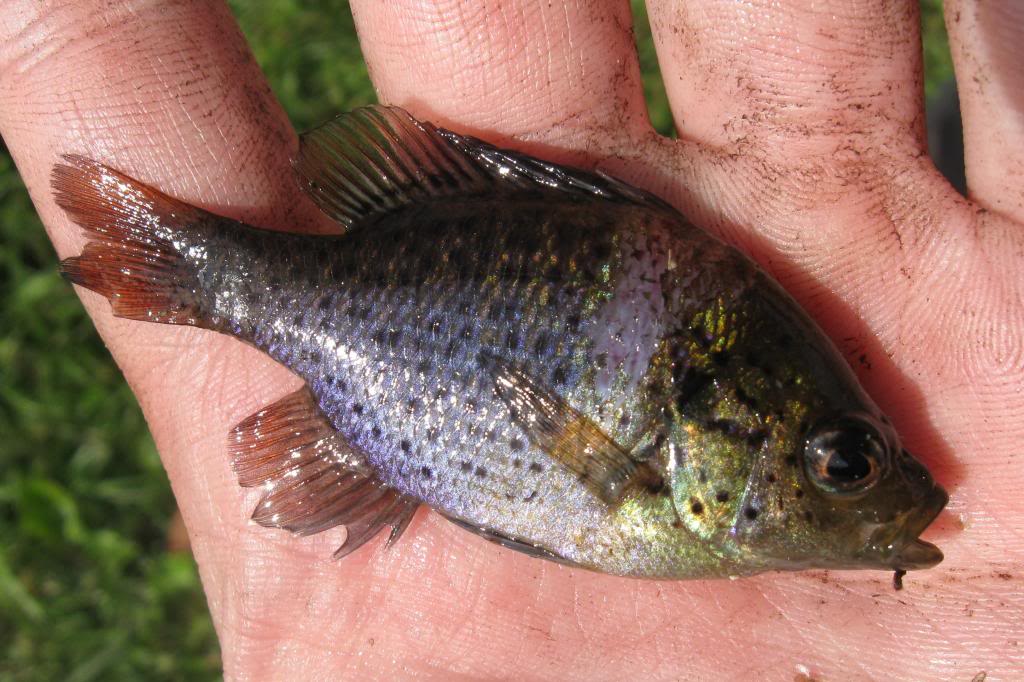 Microfishing Ready Rig - Bluegill - Big Bluegill