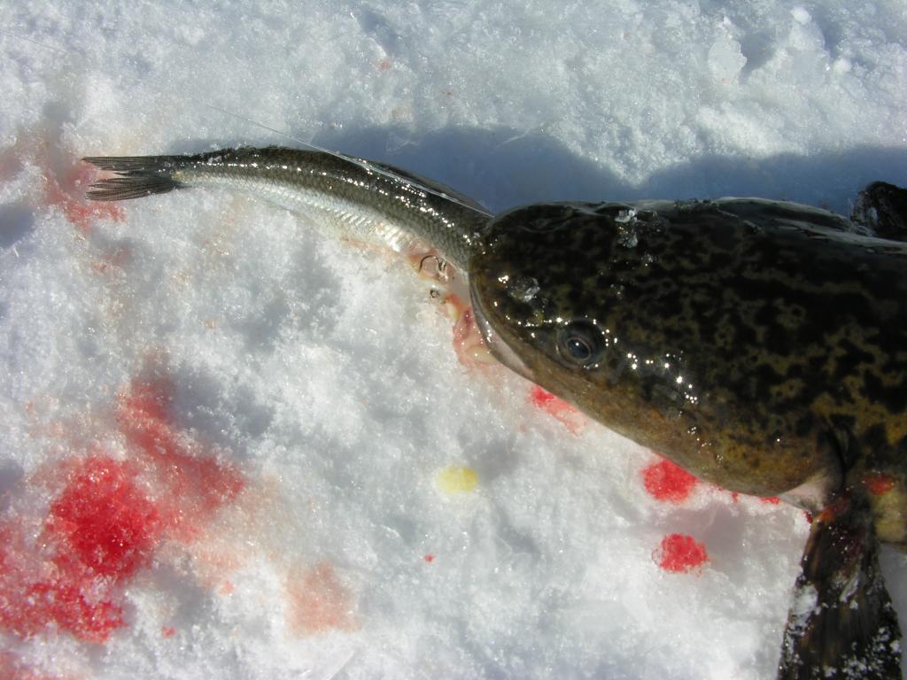 DSCN2861 Burbot blast