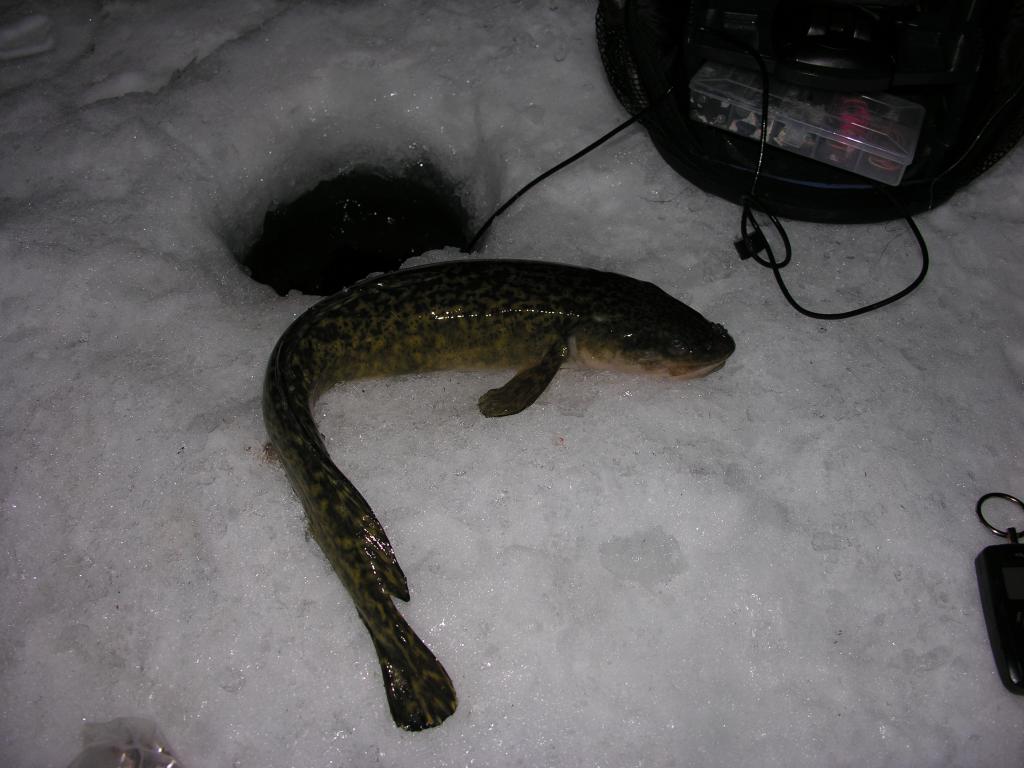 DSCN2896 Burbot disaster