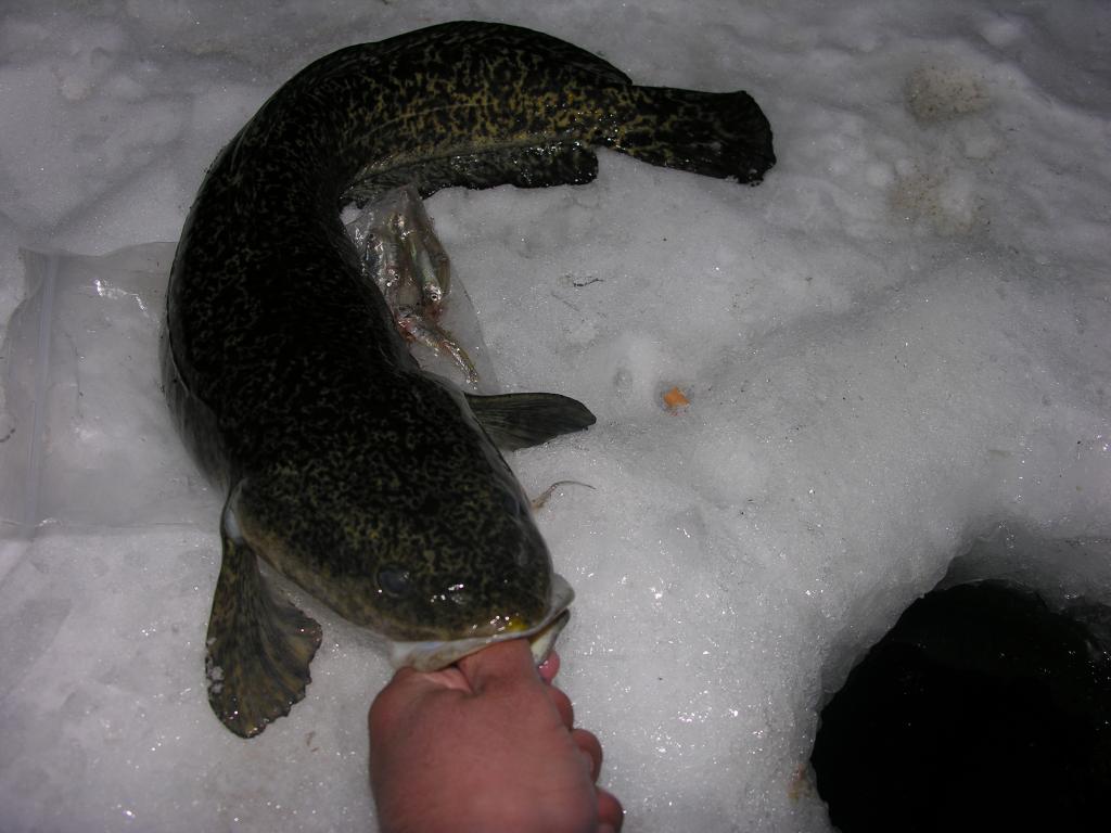 DSCN2929 Burbot disaster