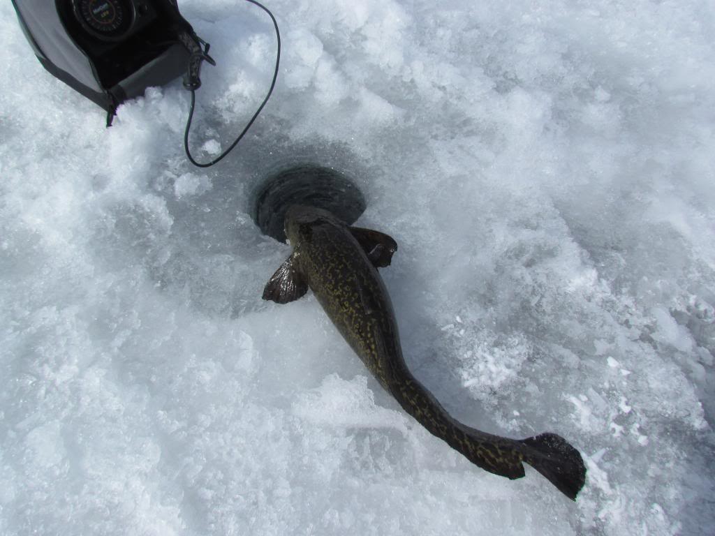 IMG 2991 Burbot blast