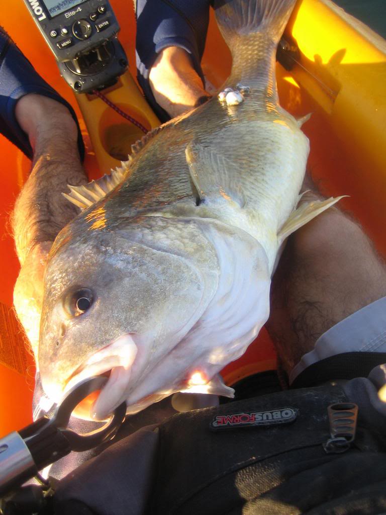 IMG 3611 Fun with Torontonian Freshwater Drum