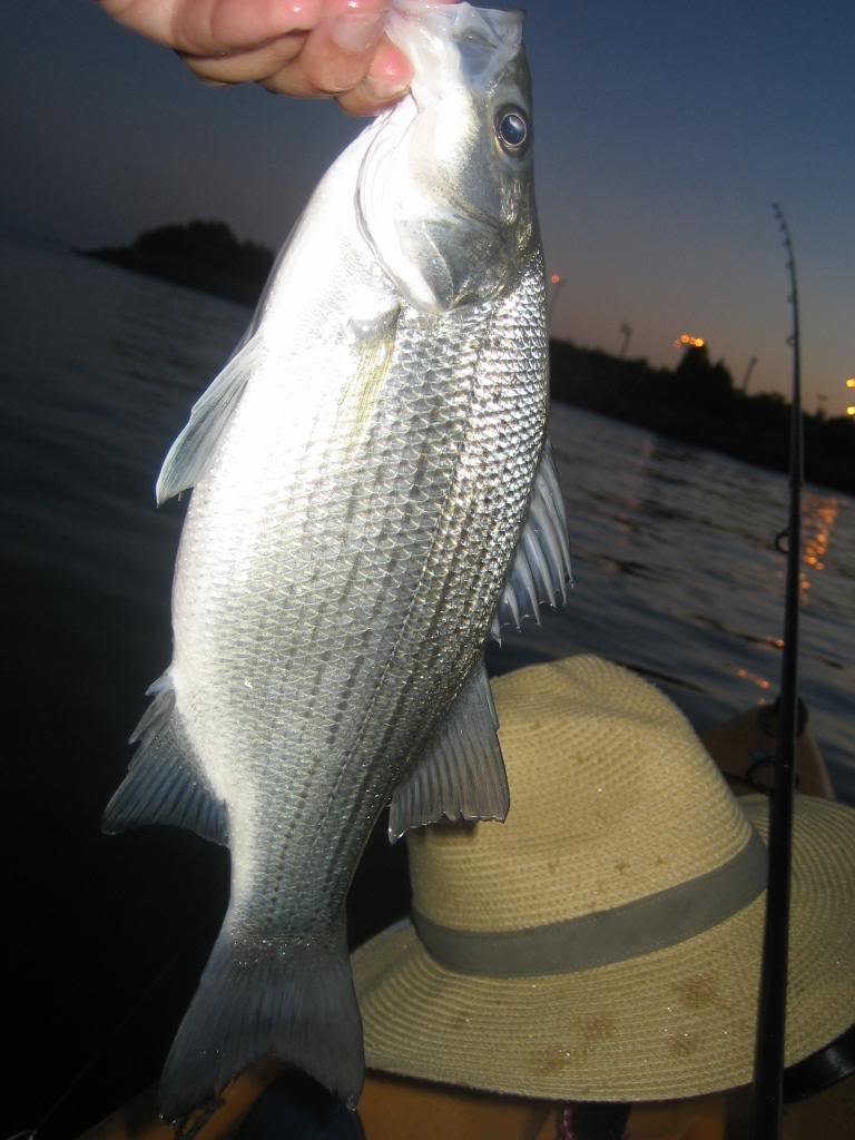 IMG 3617 Fun with Torontonian Freshwater Drum