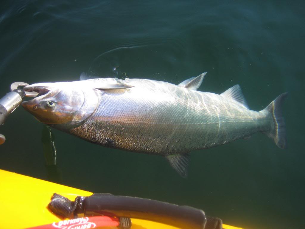 IMG 3656 Trolling for my first salmon