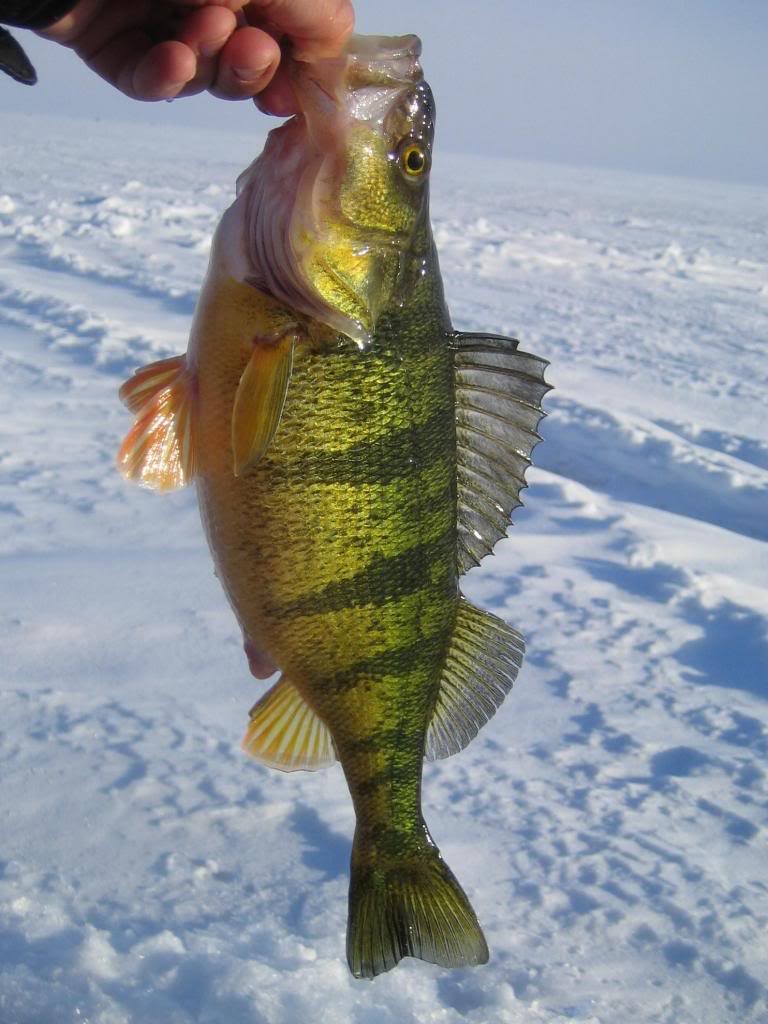 7f0531af 9ce9 4fa7 85b5 3f3ceea56043 Jumbo laker chasing jumbo perch