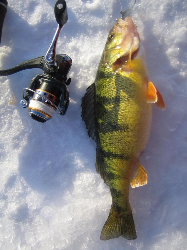 IMG 7284 Jumbo laker chasing jumbo perch