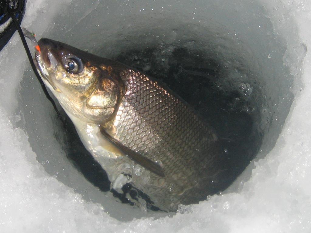 IMG 7396 How to not find burbot on Simcoe