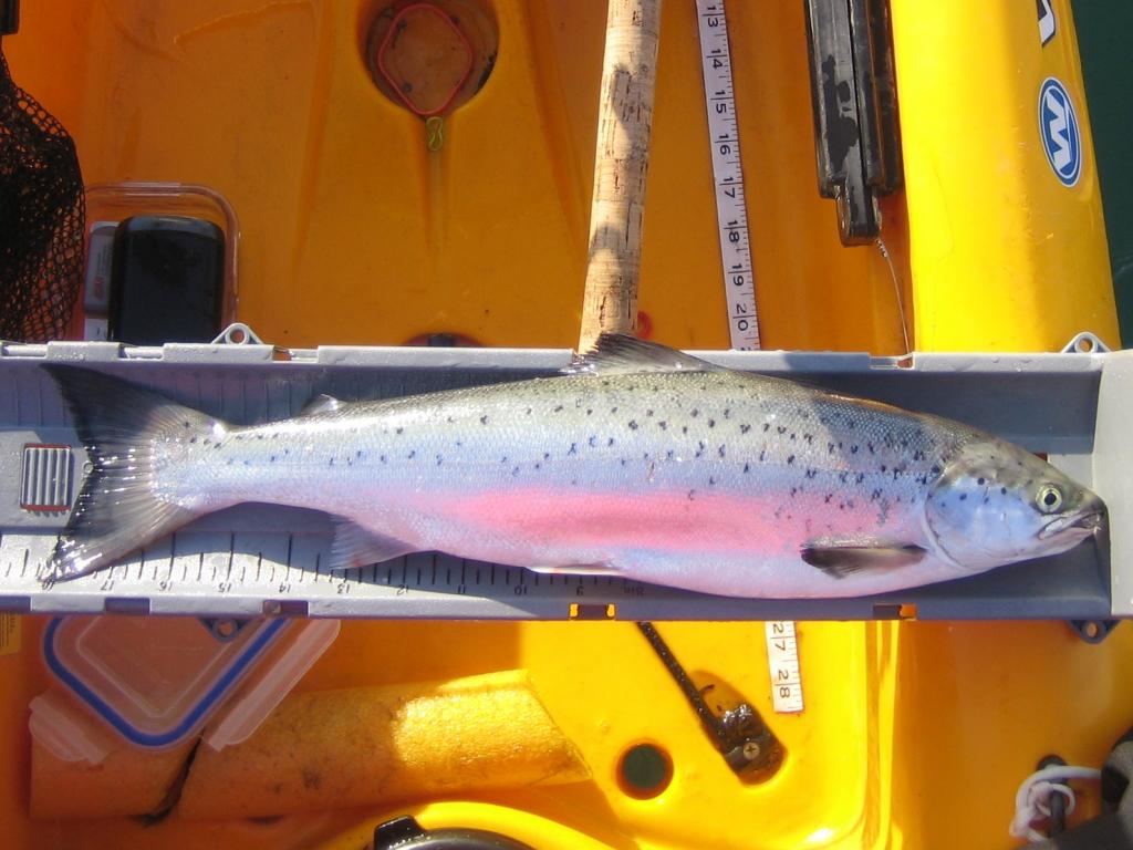 IMG 7614 Spring kayak fishing on Lake Ontario