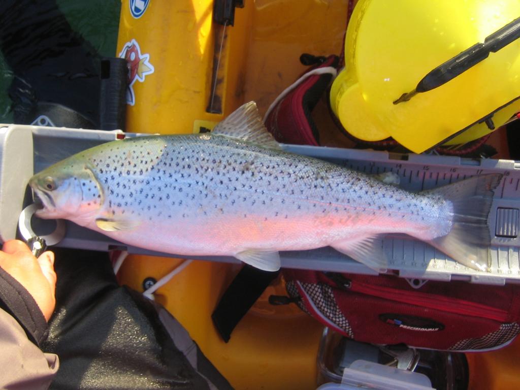 IMG 7720 Spring kayak fishing on Lake Ontario