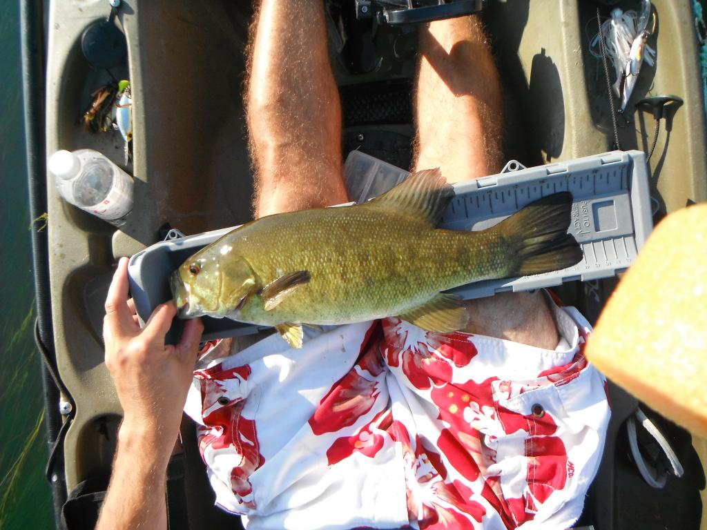 DSCF5924 Big river post spawn smallmouth