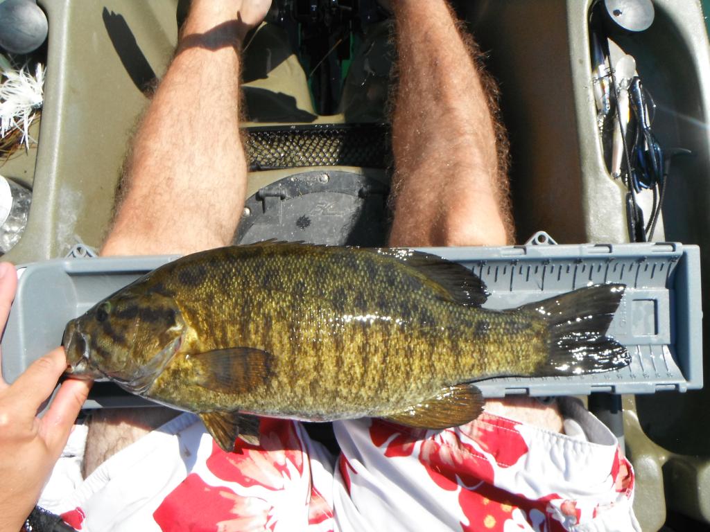 DSCF5927 Big river post spawn smallmouth