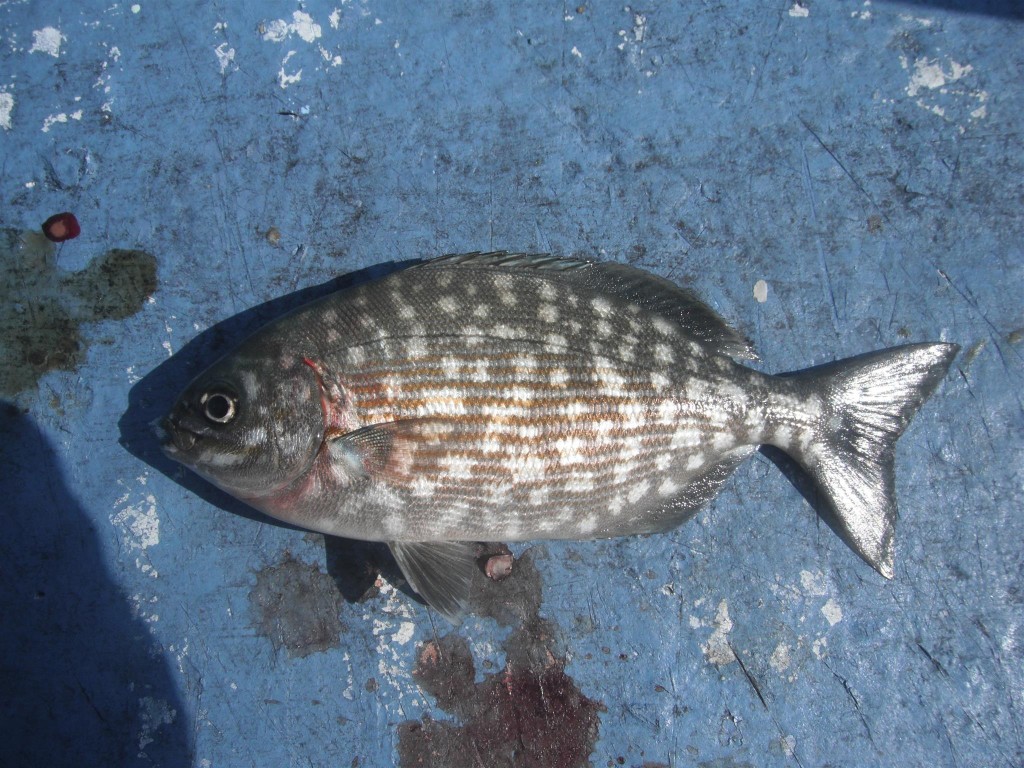 DSCF8351 1024x768 Florida, Trailer Park Boys, and Parrotfish