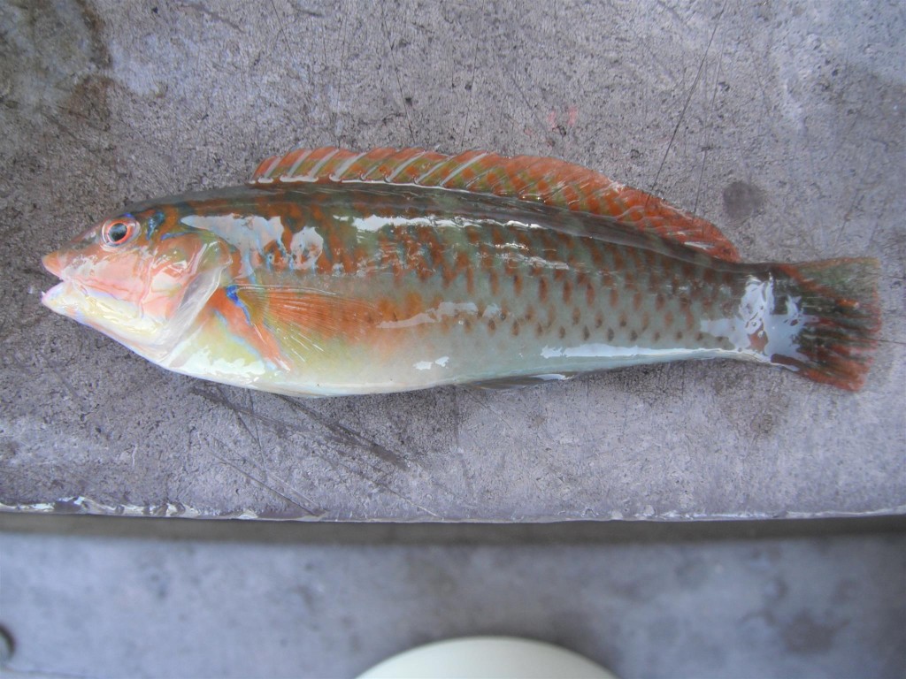 DSCF8396 1024x768 Florida, Trailer Park Boys, and Parrotfish