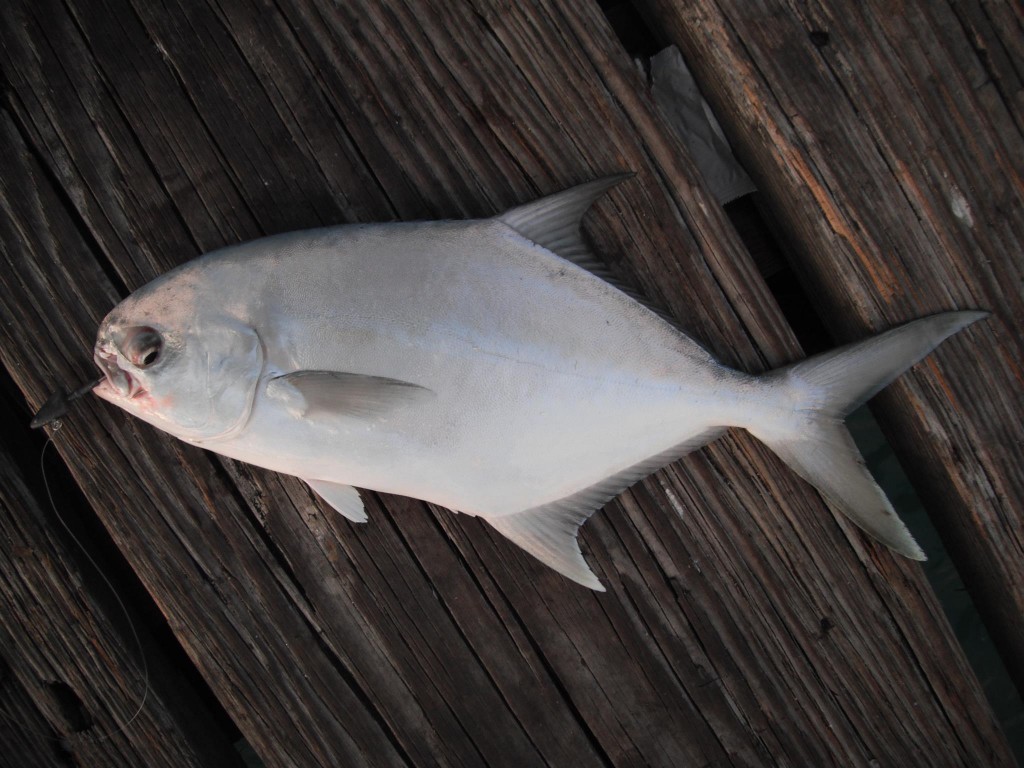 DSCF8397 1024x768 Florida, Trailer Park Boys, and Parrotfish