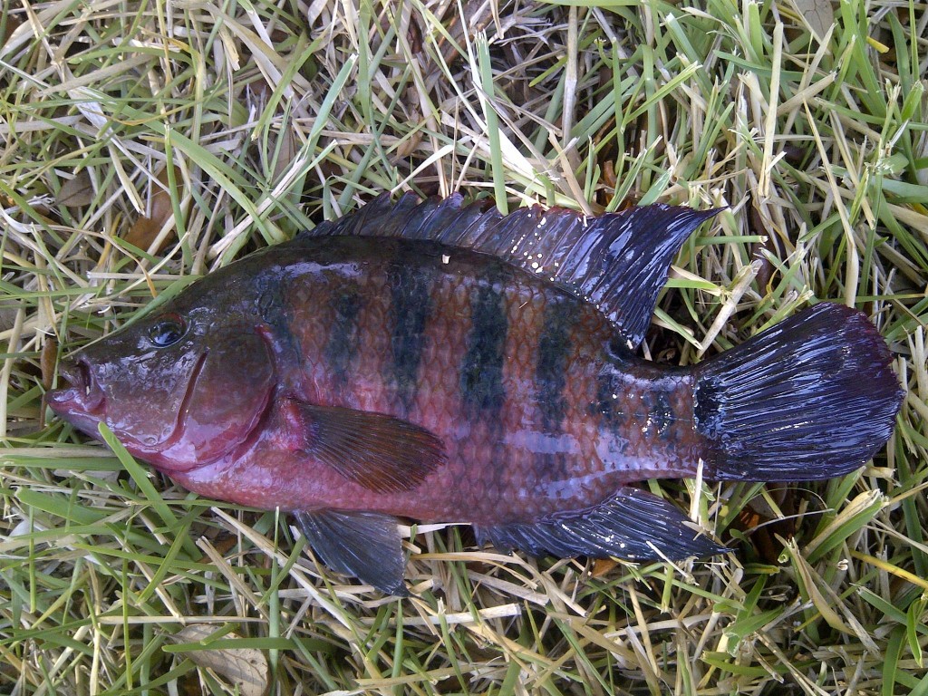 IMG 20150405 00355 1024x768 Florida, Trailer Park Boys, and Parrotfish