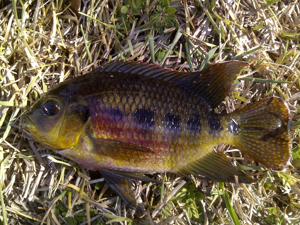 IMG 20150405 00358 1024x768 Florida, Trailer Park Boys, and Parrotfish