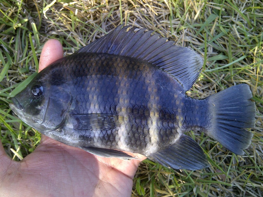 IMG 20150405 00360 1024x768 Florida, Trailer Park Boys, and Parrotfish