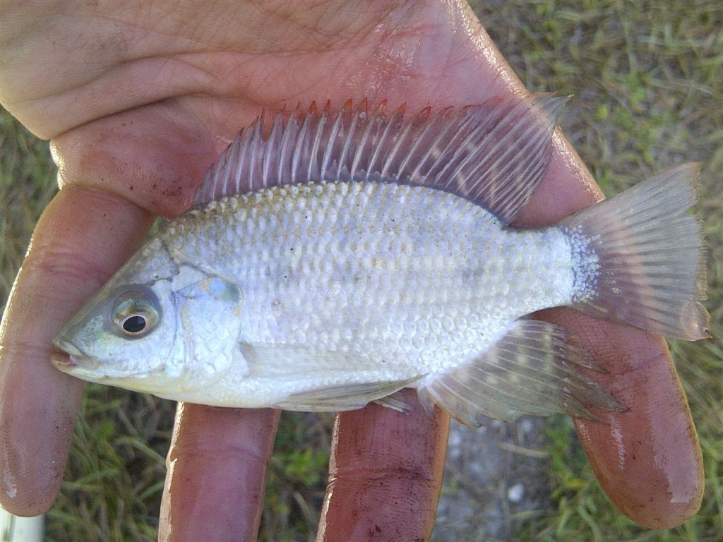 IMG 20150405 00365 1024x768 Florida, Trailer Park Boys, and Parrotfish