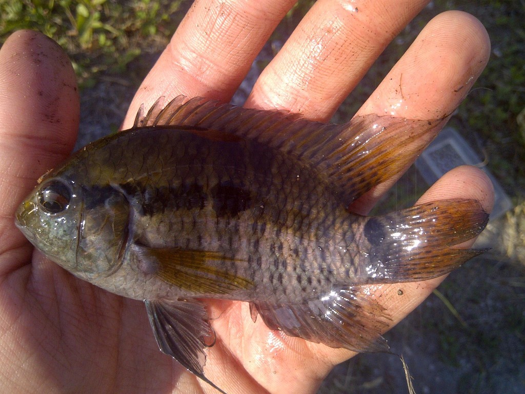 IMG 20150405 00378 1024x768 Florida, Trailer Park Boys, and Parrotfish