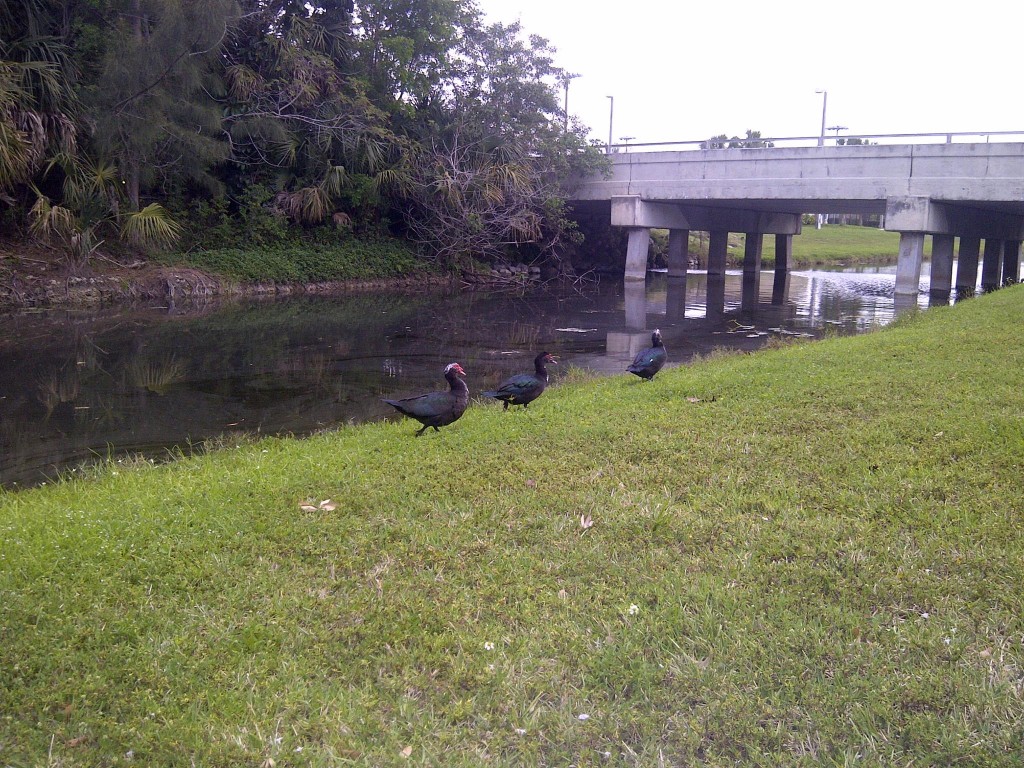 IMG 20150408 00448 1024x768 Florida, Trailer Park Boys, and Parrotfish