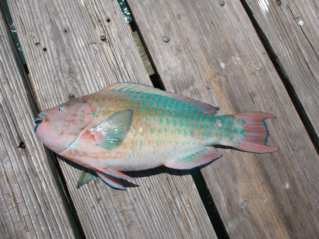 IMG 3857 1024x768 Florida, Trailer Park Boys, and Parrotfish