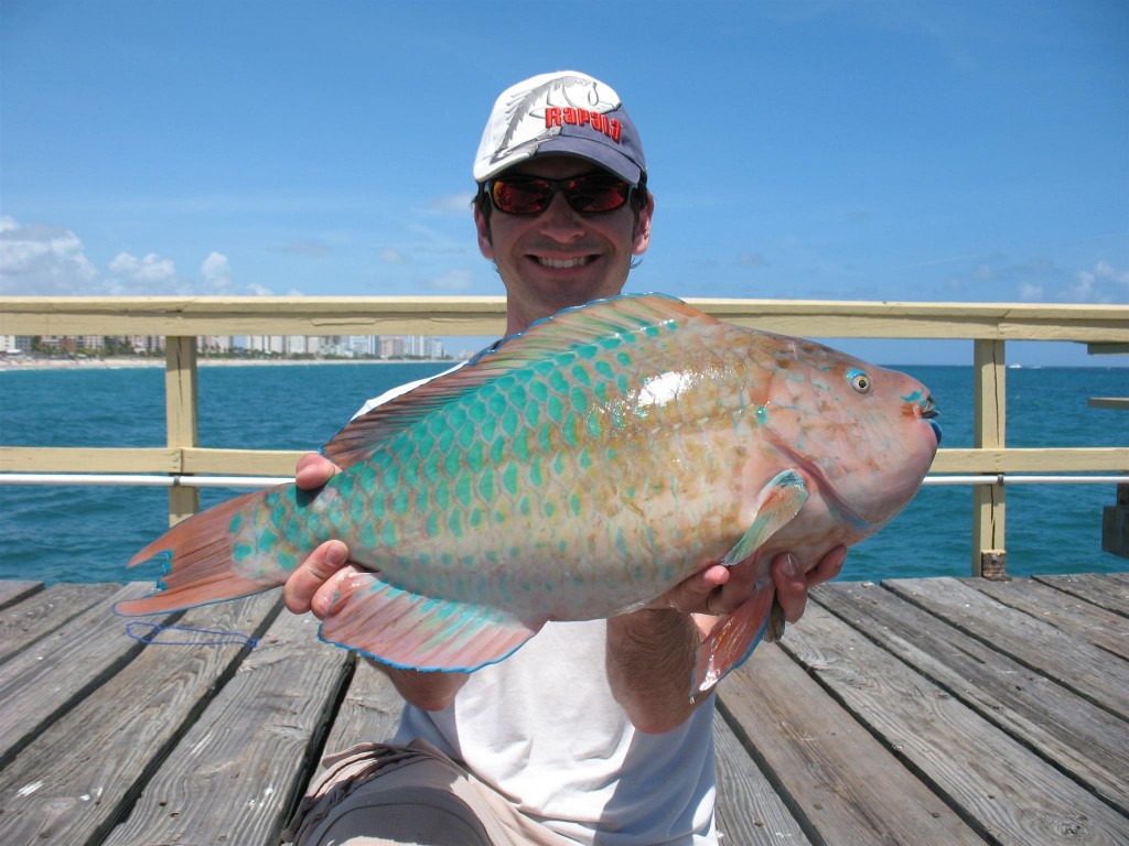 IMG 3858 1024x768 Florida, Trailer Park Boys, and Parrotfish