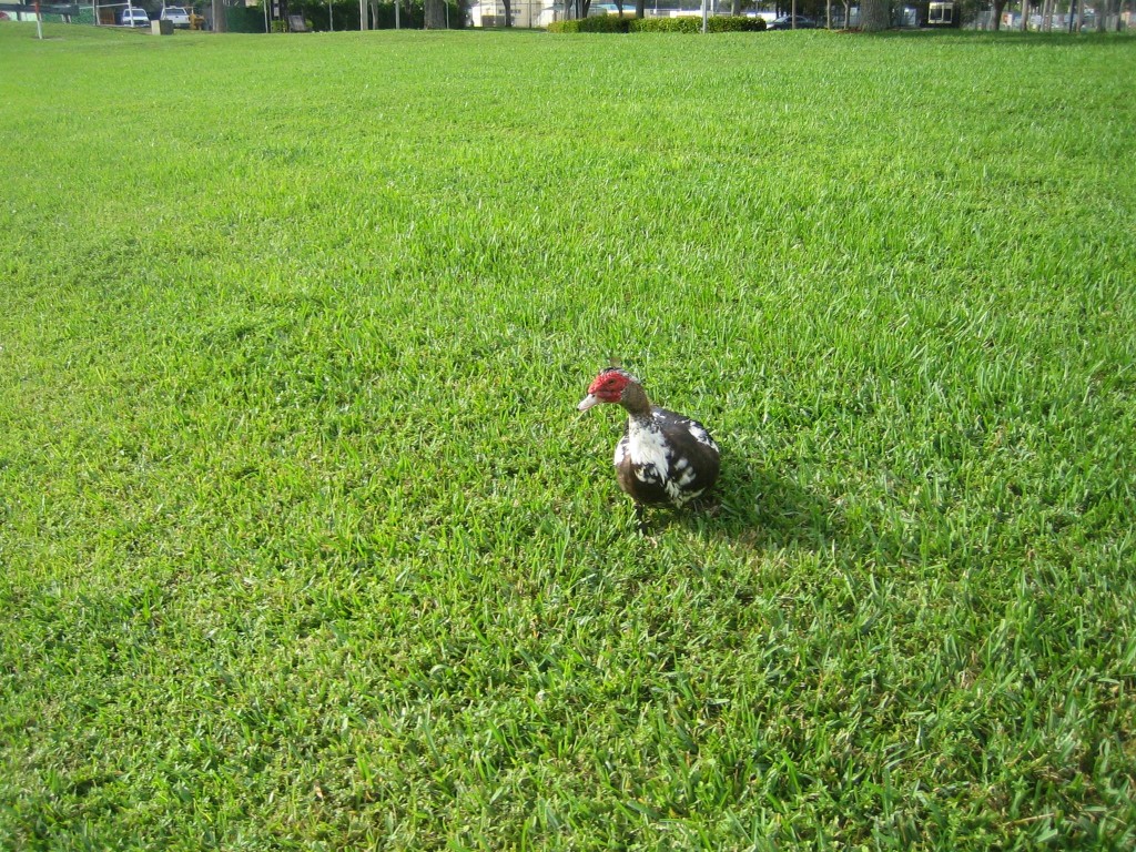 IMG 3957 1024x768 Two laps of Florida