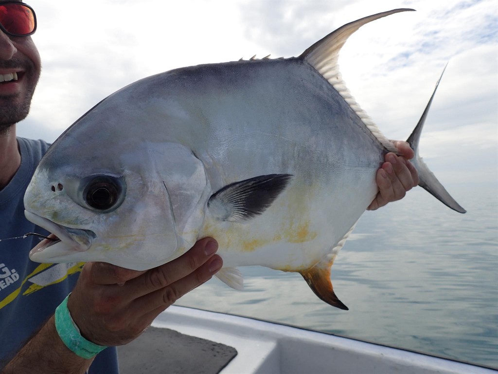 P1131576 1024x768 What I owe to the tarpon