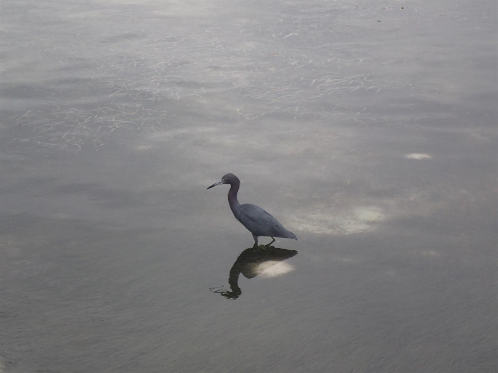 P1141676 1024x768 What I owe to the tarpon