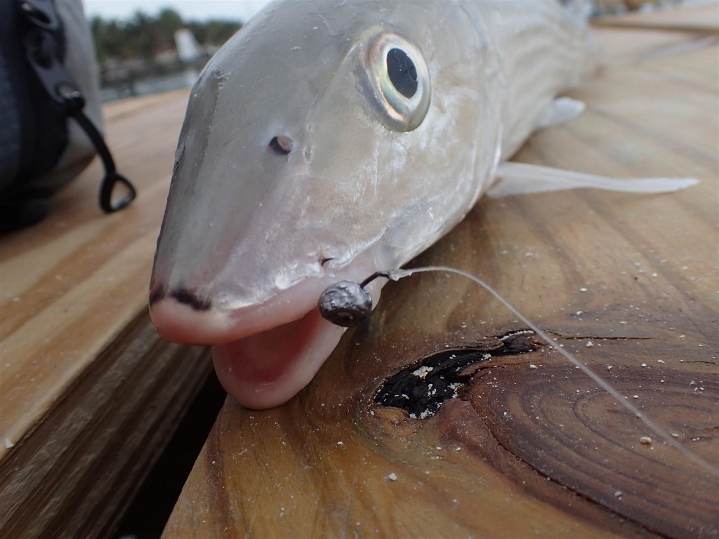 P1141683 1024x768 What I owe to the tarpon