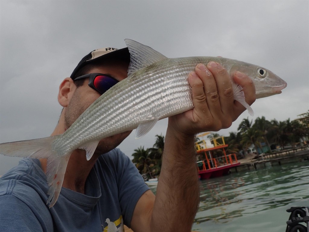 P1141691 1024x768 What I owe to the tarpon