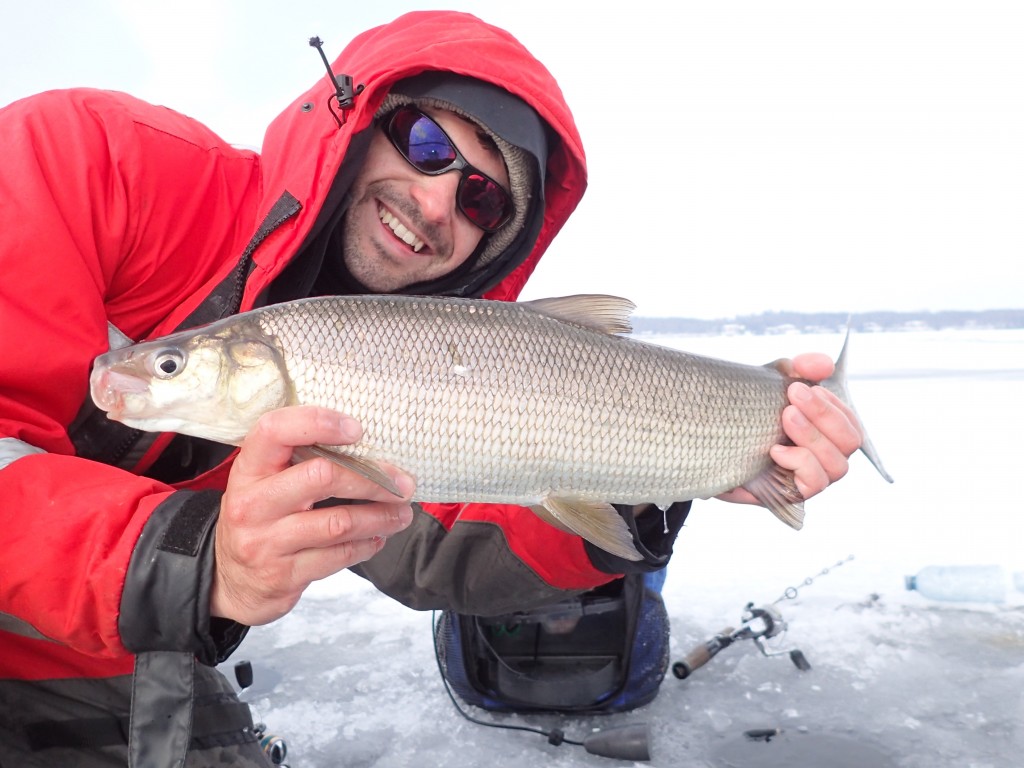 P1252801 1024x768 The elusive hungry whitefish