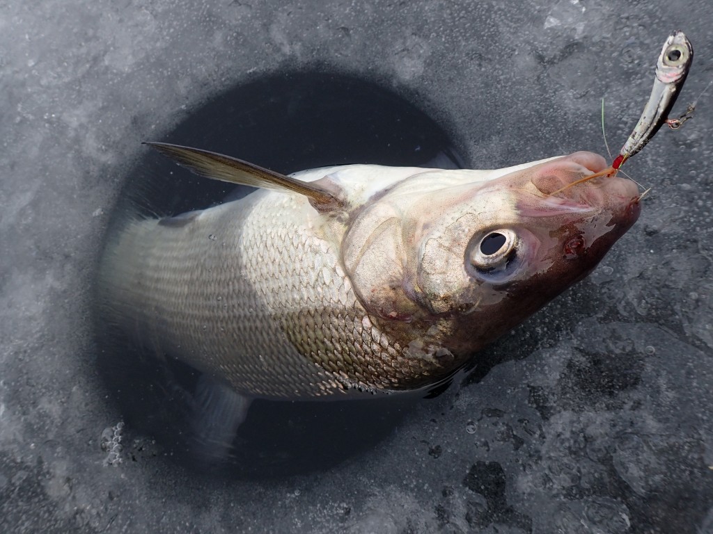 P1252822 1024x768 The elusive hungry whitefish