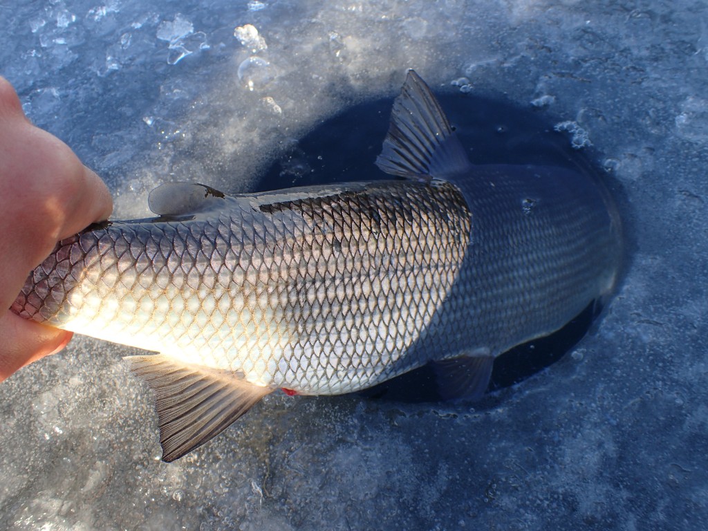 P1252847 1024x768 The elusive hungry whitefish