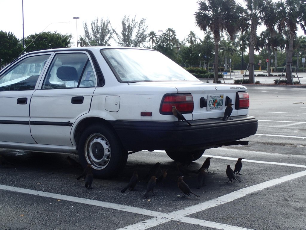 PC250935 1024x768 Bumbling through Florida