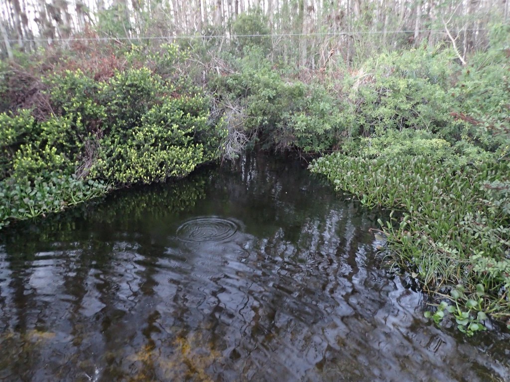 PC250986 1024x768 Bumbling through Florida