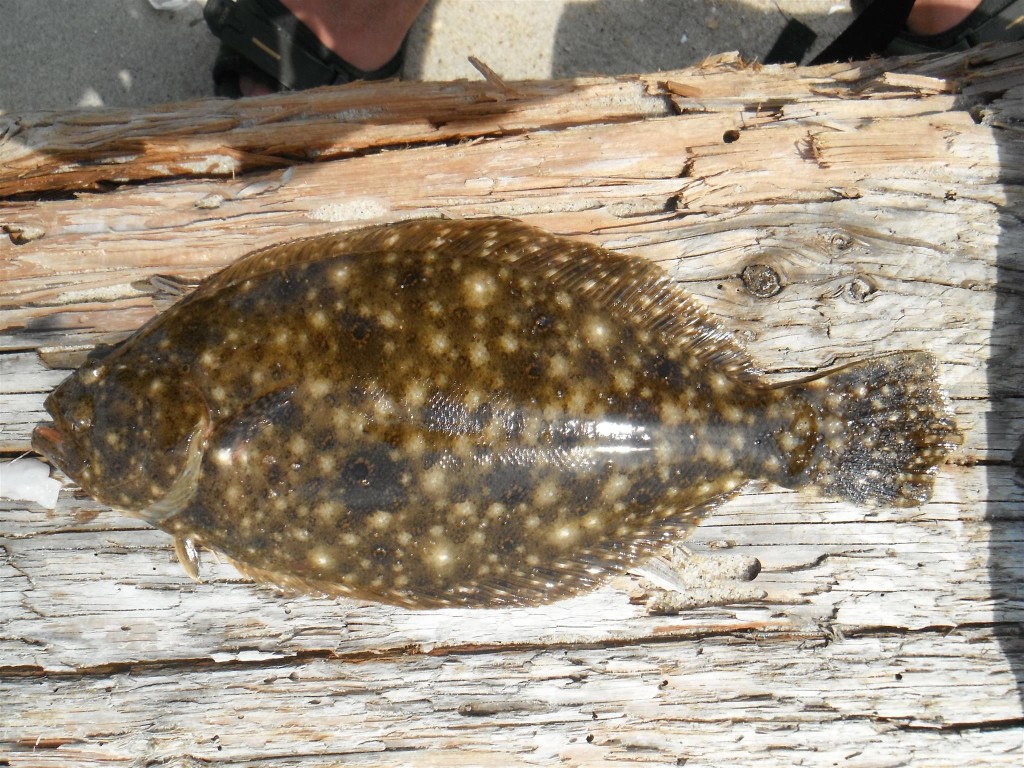 DSCF6259 1024x768 Big catfish, tiny sunfish, and eels