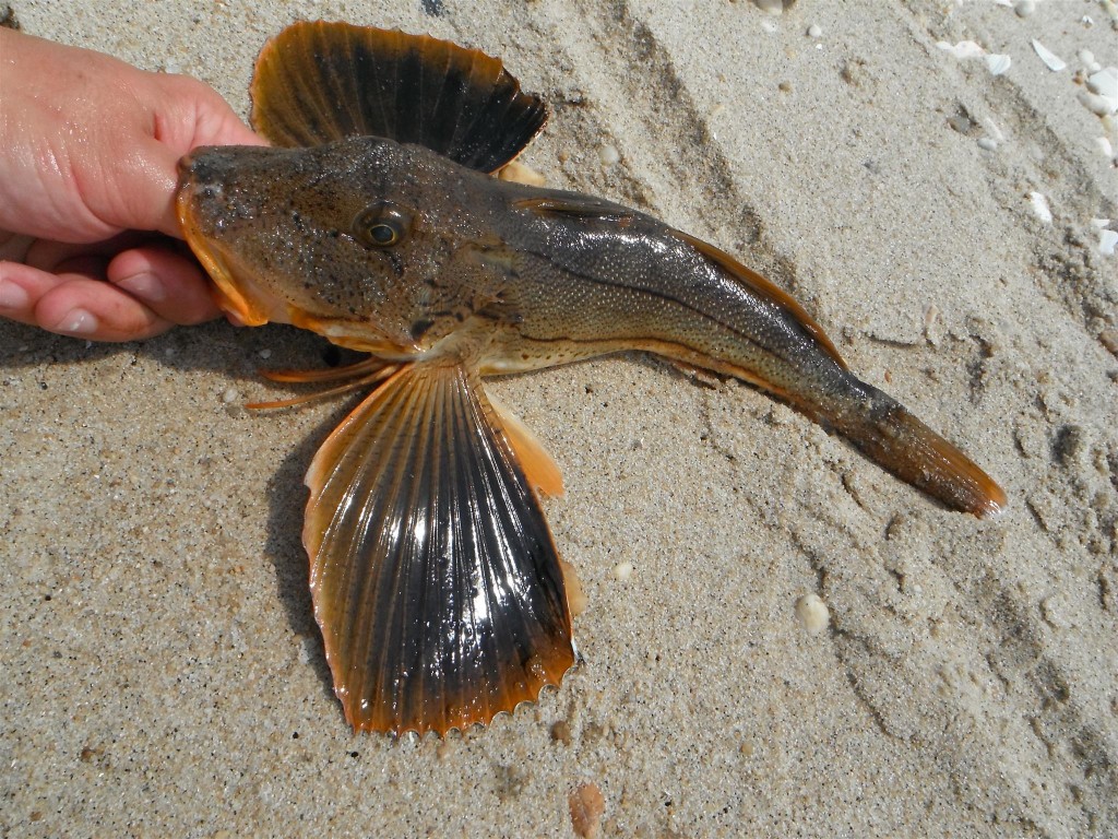 DSCF6265 1024x768 Big catfish, tiny sunfish, and eels